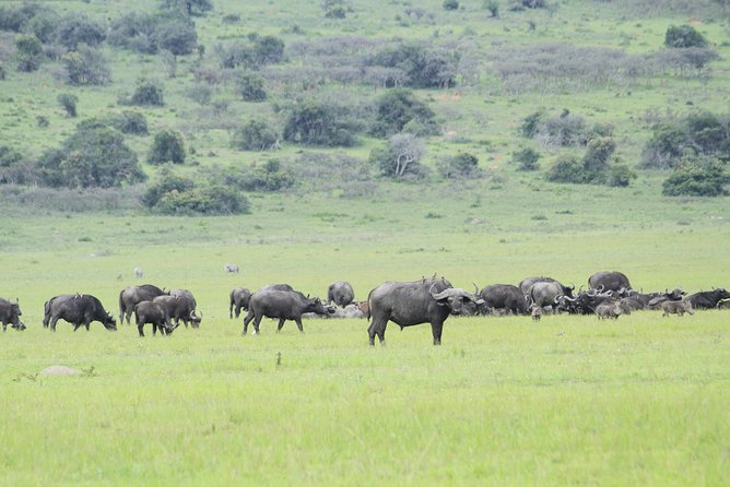 2 Days Akagera Wildlife Safari - Day 2 full day game drive: lions, rhinos, and predators