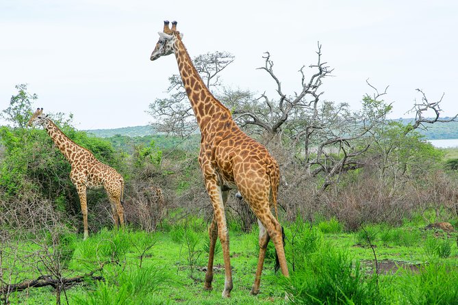 2 Days Akagera Wildlife Safari - What $1,200 includes, and why it can be good value