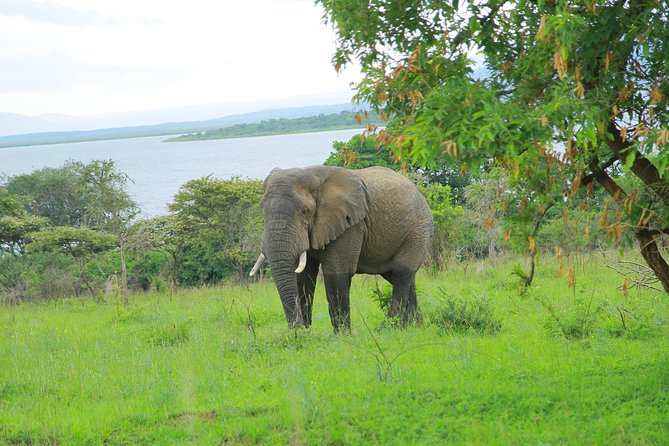 2 Days Akagera Wildlife Safari - Who this safari suits best