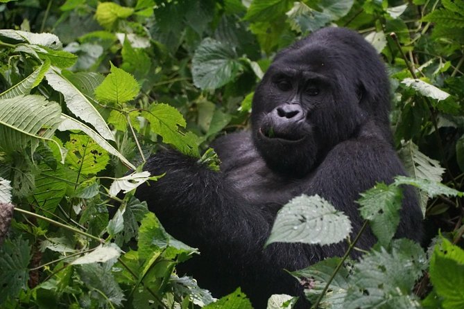 2 Days Gorilla Trekking Uganda - Key Things That Make This Trip Work So Well