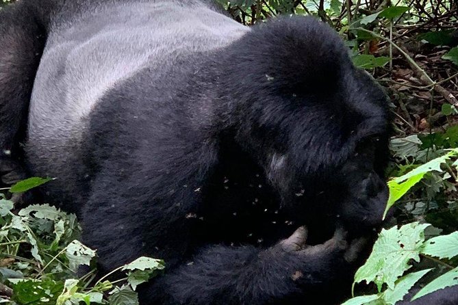 2 Days Gorilla Trekking Uganda - How Two Days Still Adds Up to a Real Gorilla Experience