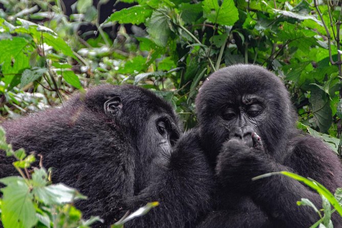 2 Days Gorilla Trekking Uganda - When You Finally Find Them: The Moment That Makes You Forget the Hours