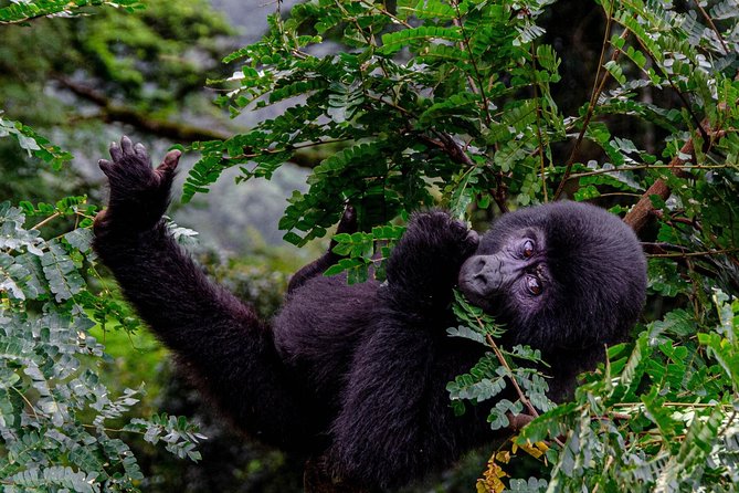 2 Days Gorilla Trekking Uganda - Lunch, After-Trek Pace, and Back to Kigali