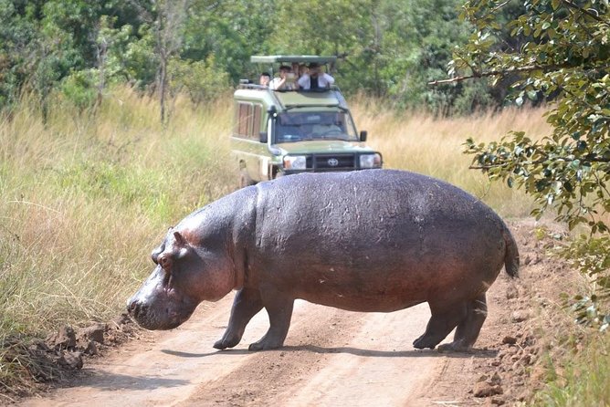 2 Days in Akagera National Park - Night safari at 5:30pm: the best kind of patience