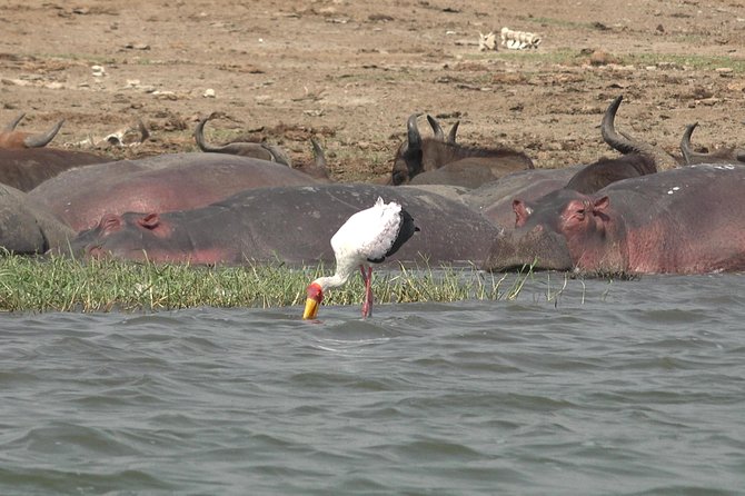2 Days Murchison Falls Big 5 Savannah wildlife safari - Day 1: The Nile cruise that makes Murchison Falls feel real