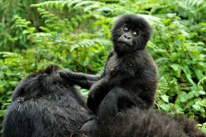 2 days Uganda Gorilla trekking - Key things I’d plan for before you go