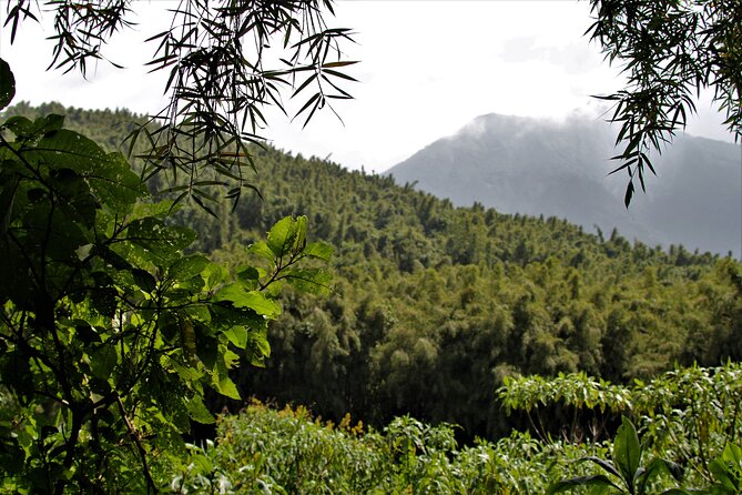 2 days Uganda Gorilla trekking - Price and logistics: what $1,750 really buys