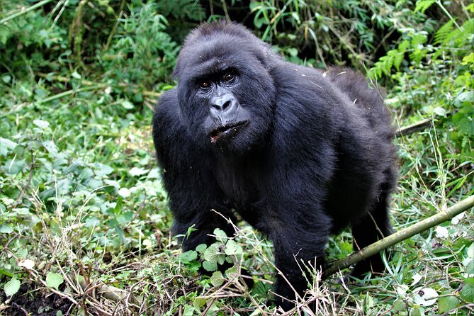 2 days Uganda Gorilla trekking - The big move to Bwindi Impenetrable National Park