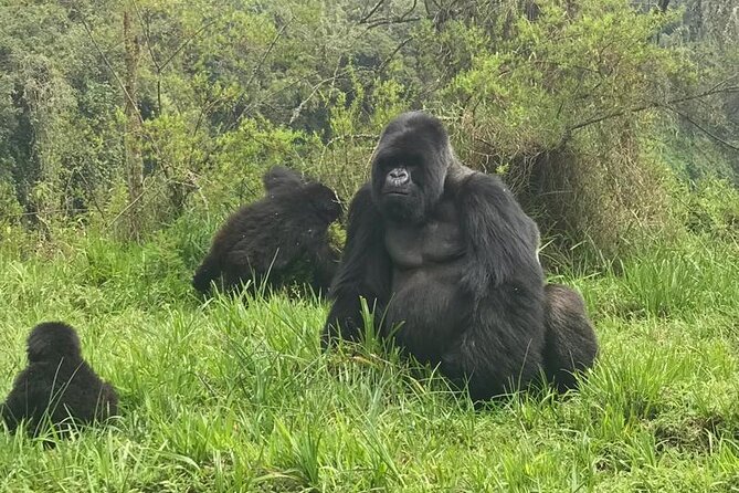 2 days Uganda Gorilla trekking - Accommodation, meals, and keeping the trip comfortable