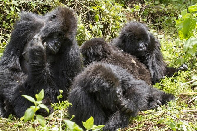 3 Day Gorilla Trek at Bwindi National Park via Kigali - Key Things That Make This Trek Worth Your Time