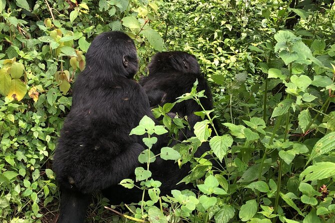 3 Day Gorilla Trek at Bwindi National Park via Kigali - Kigali to Bwindi: Why This Starts in Rwanda