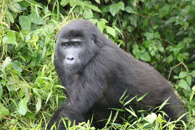 3 Day Gorilla Trek at Bwindi National Park via Kigali - The Big Day at the Bwindi Gate: Briefing, Family Assignment, Then Hiking