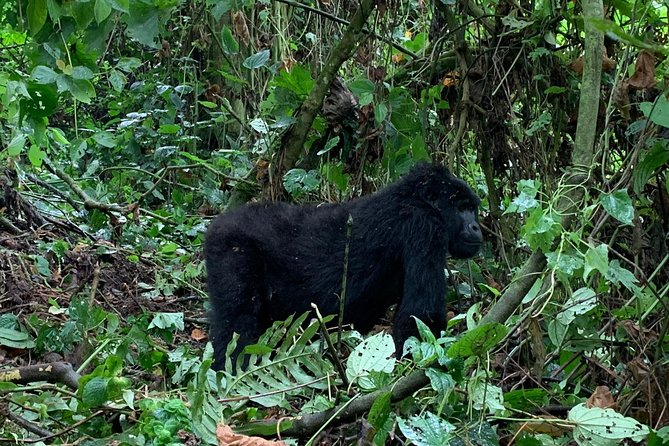 3 Day Gorilla Trek at Bwindi National Park via Kigali - Day Three Return to Kigali, Plus a Golden Monkey Add-On