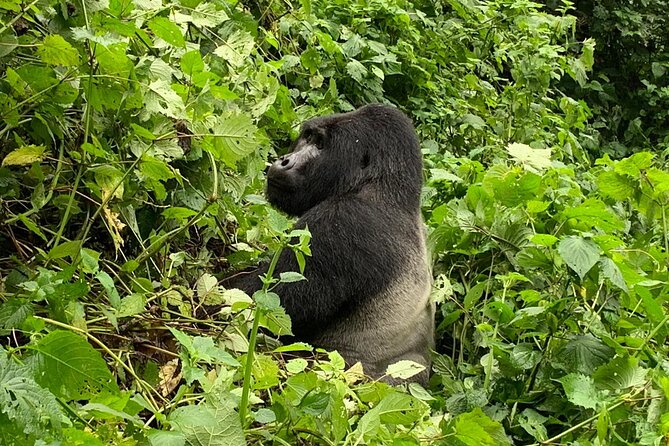 3 Day Gorilla Trek at Bwindi National Park via Kigali - The First Morning: Pickup, Border Crossing, and Reaching Bwindi