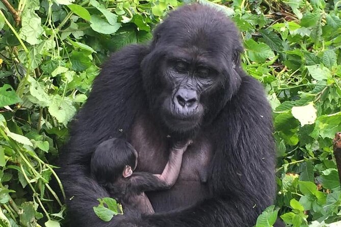 3 Days Uganda Gorilla Trekking Safari - Mountain gorillas in Bwindi, plus a Rwanda to Uganda road trip