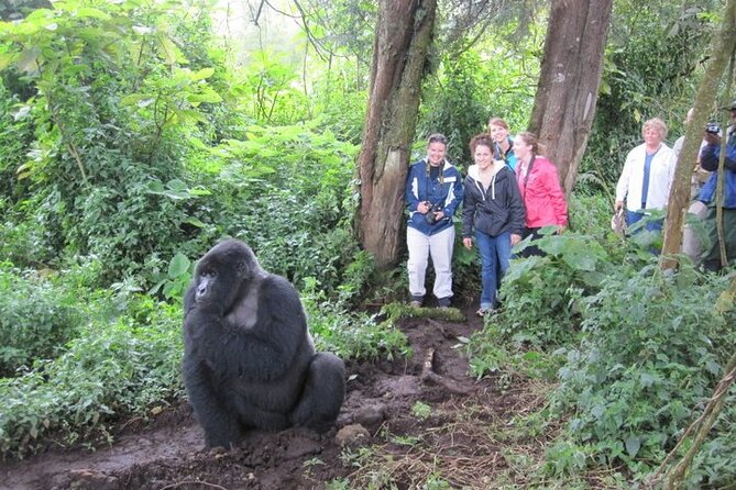 3 Days Uganda Gorilla Trekking Safari - Price and logistics: what the $1,810.38 per person gets you in 3 days