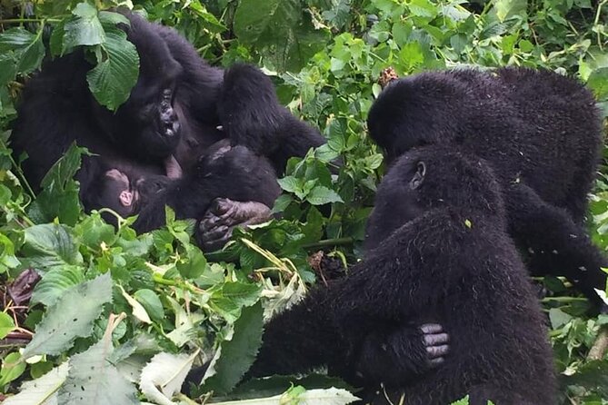 3 Days Uganda Gorilla Trekking Safari - Effort, weather, and the reality of the gorilla trek