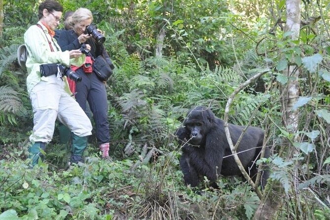 3 Days Uganda Gorilla Trekking Safari - Should you book this 3 days gorilla safari from Kigali?