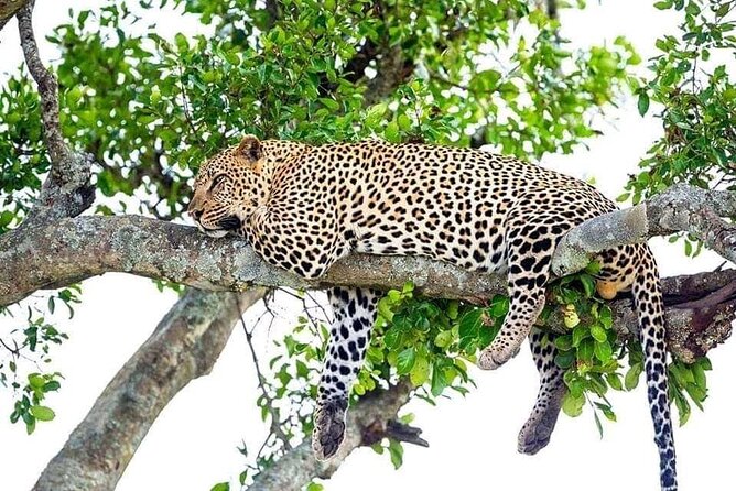 4 Day Golden Monkeys Bwindi Gorillas Wildlife and Chimps Trek - Key things that make this trip tick