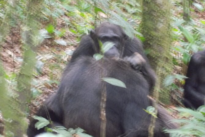 4 Day Golden Monkeys Bwindi Gorillas Wildlife and Chimps Trek - Volcanoes National Park and the Golden Monkeys in bamboo