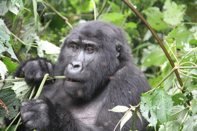 4 Days Gorilla Trekking, Lake Bunyonyi and Rwanda National Parks - Key highlights to know before you go