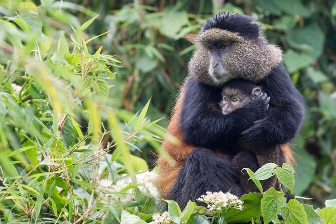 4 Days Gorilla Trekking, Lake Bunyonyi and Rwanda National Parks - Day 1 Kigali to Musanze area, plus Genocide Memorial and Twin Lakes