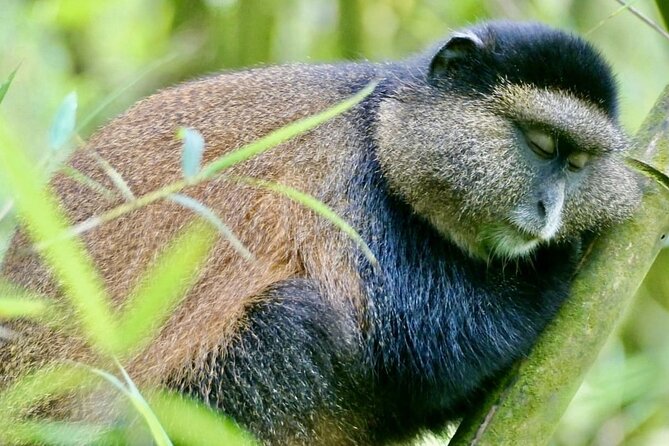 5 Days Akagera and Volcanoes National Park - How this 5-day Rwanda itinerary tells the whole story