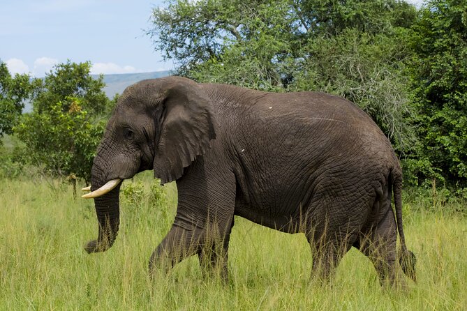 5 Days Akagera and Volcanoes National Park - Lake Rwanyakazinga boat safari, then the transfer toward Volcanoes