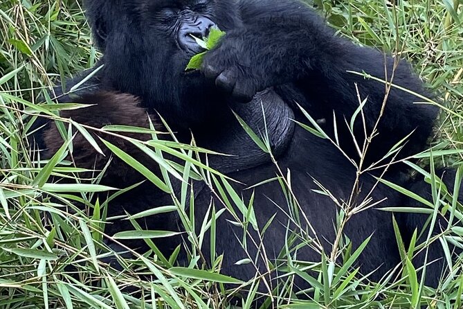 5 Days Akagera and Volcanoes National Park - Golden monkeys on day 5, plus the drive back to Kigali