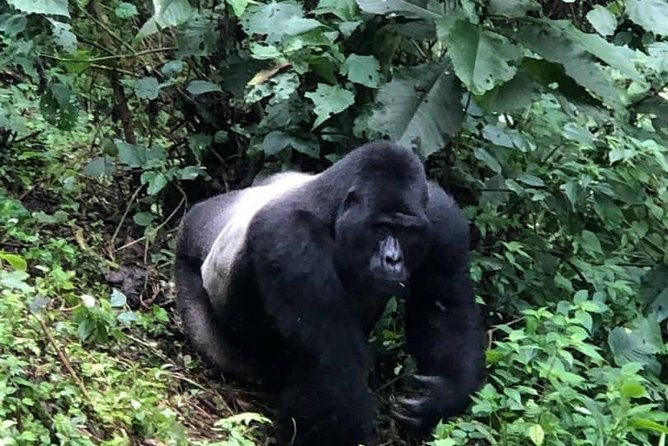 6 Days Rwanda Uganda Budget Wildlife Safari - Kigali Genocide Memorial and Kinigi Cultural Time Before You Hit Volcanoes
