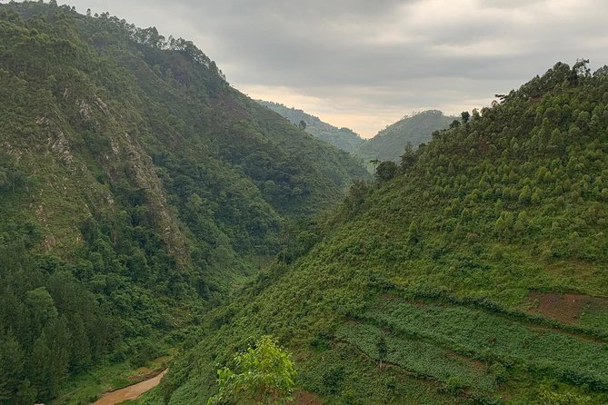 6 Days Rwanda Uganda Budget Wildlife Safari - Bwindi Gorilla Trek Day: Briefing, Group Assignment, and Real Expectations