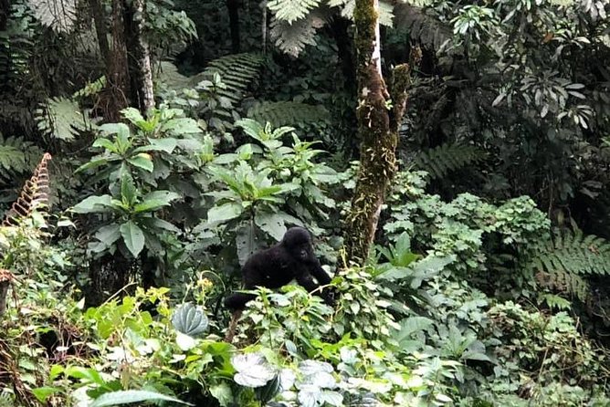 6 Days Rwanda Uganda Budget Wildlife Safari - Golden Monkey Trek at Volcanoes National Park, Then a Quick Shift Toward Bwindi