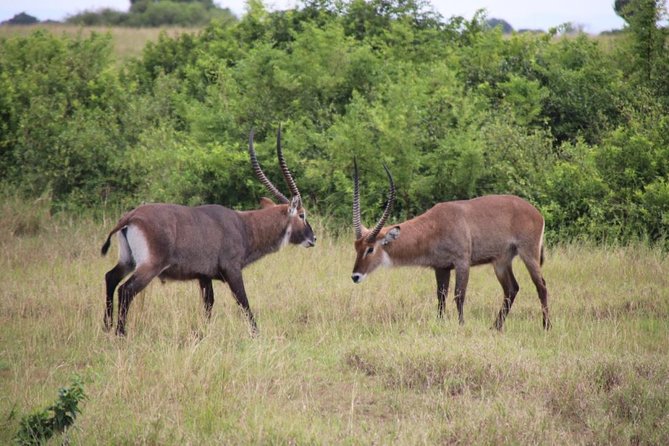 8 Day Gorilla Trek, Wildlife Safari and Chimp Habituation Experience - Kyambura Gorge walk to Kibale: the trip switches ecosystems on you