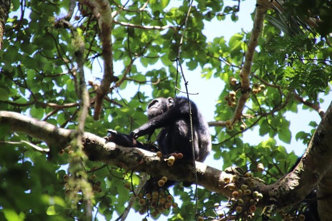8 Day Gorilla Trek, Wildlife Safari and Chimp Habituation Experience - Kibale chimp habituation: half-day, big meaning, and real limits