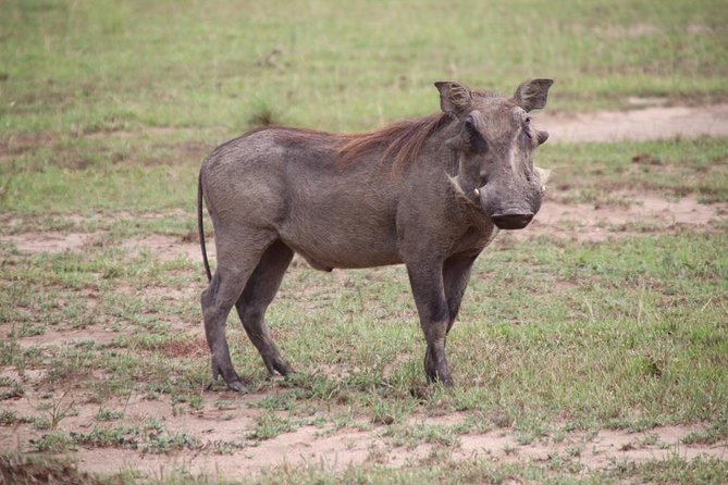 8 Day Gorilla Trek, Wildlife Safari and Chimp Habituation Experience - Price and value: why $3,674.47 can make sense here
