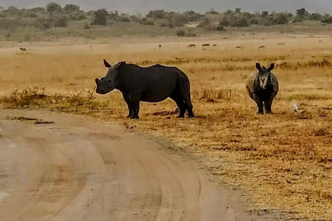 Akagera National Park 1 day Safari Experience - Morning game drive: what to watch for and how to stay sharp