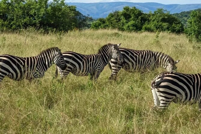 Akagera National Park 1 day Safari Experience - Lunch break and the shift toward the north side of Akagera