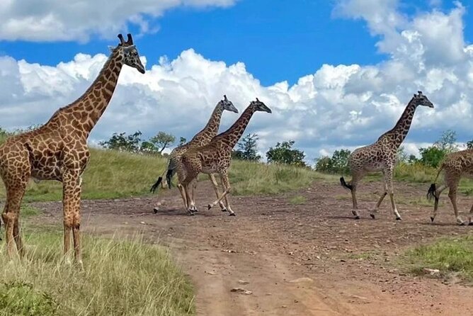 Akagera National Park 1 day Safari Experience - Afternoon driving: building your best odds for a one-day safari