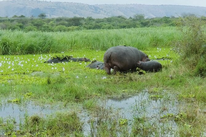 Akagera National Park 1 day Safari Experience - Guides that make it feel personal, not just mechanical