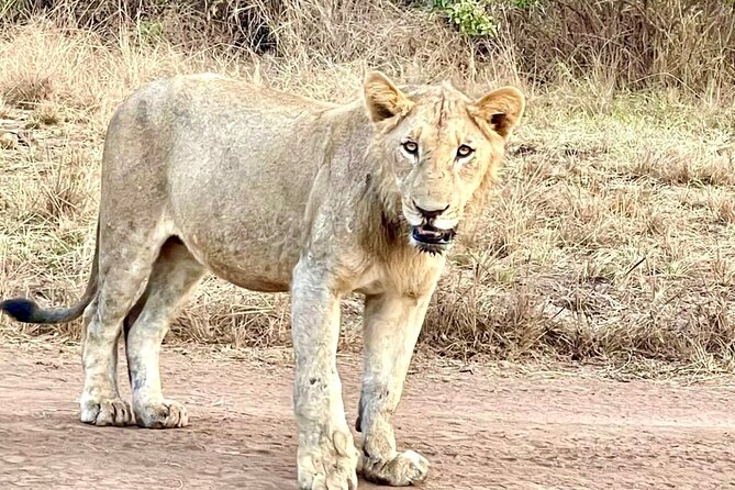 Akagera National Park 1 day Safari Experience - Park briefing first, then the game drive starts fast