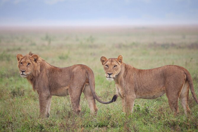 Big 5 Safari Day Trip - Key highlights to know before you go