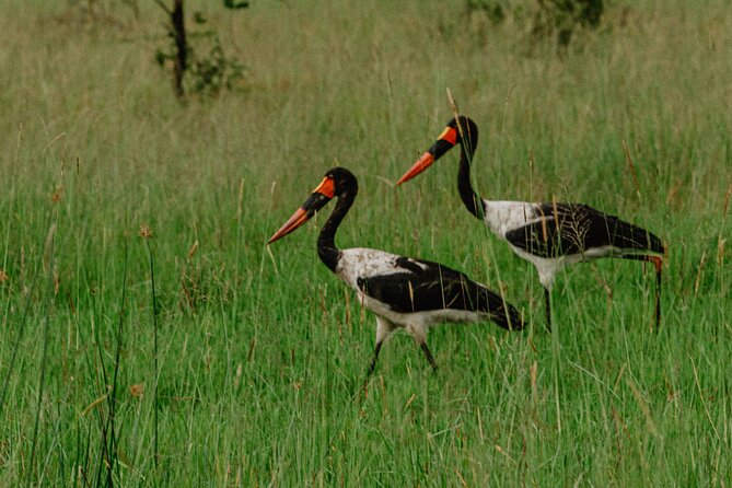 Big 5 Safari Day Trip - Akagera National Park: what you’ll look for during the day