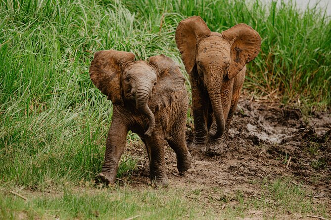 Big 5 Safari Day Trip - Snacks, timing, and comfort on a 13-hour day