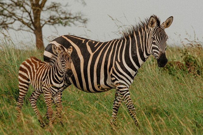 Big 5 Safari Day Trip - Price and value: why $283 feels fair for what you get