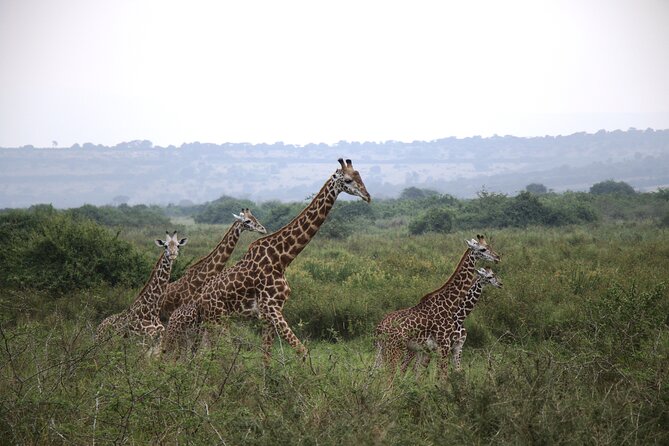 Cool Share Day Akagera Game Drive, Daily Depart, Boat Ride, Lunch - Akagera National Park: Permits, 4WD Game Drive, and How the Guide Helps You Spot Animals
