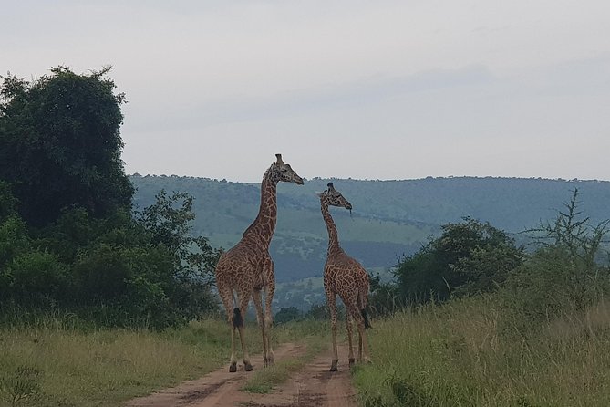Cool Share Day Akagera Game Drive, Daily Depart, Boat Ride, Lunch - Price and Value at $220: What You Get and What Costs Extra