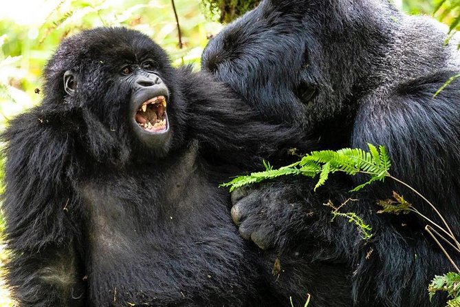 From Kigali: 10 Hour Day-trip Rwanda Gorilla Trekking with Lunch - The Trek in Volcanoes NP: Group Pace and What to Expect