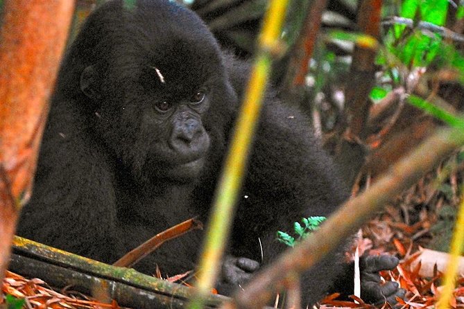 From Kigali: 10 Hour Day-trip Rwanda Gorilla Trekking with Lunch - Gorilla Viewing and the Photo Window