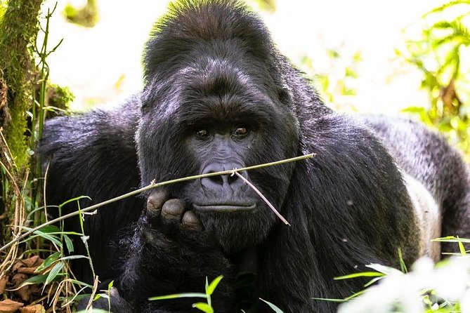 From Kigali: 10 Hour Day-trip Rwanda Gorilla Trekking with Lunch - Lunch, Water, and the Rhythm of a 10-Hour Day