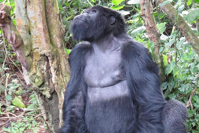 From Kigali: 10 Hour Day-trip Rwanda Gorilla Trekking with Lunch - Price and Value: What $332.86 Really Covers